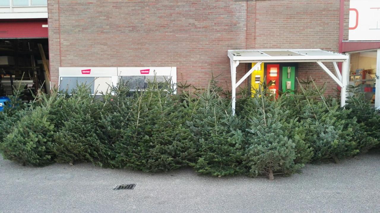 Nordmann Kerstboom. Nu voor € 30,00