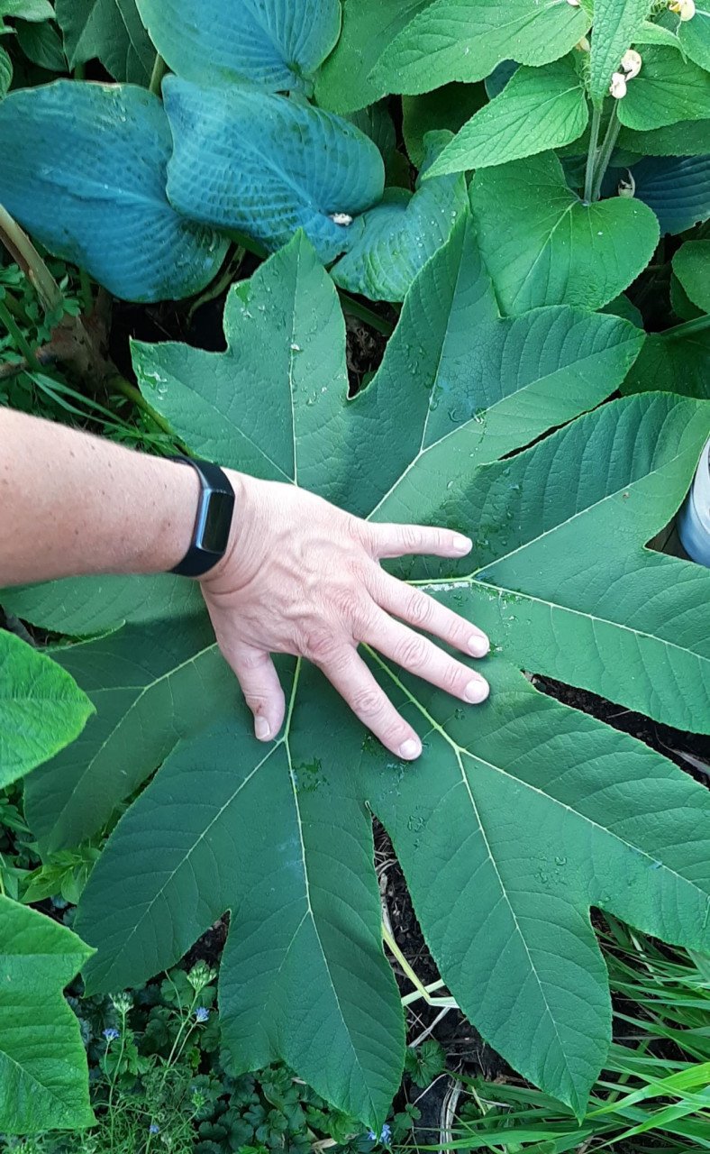 2 jonge gezonde planten. Rijstpapierplant Terrapanax papyrifera 'Giant'