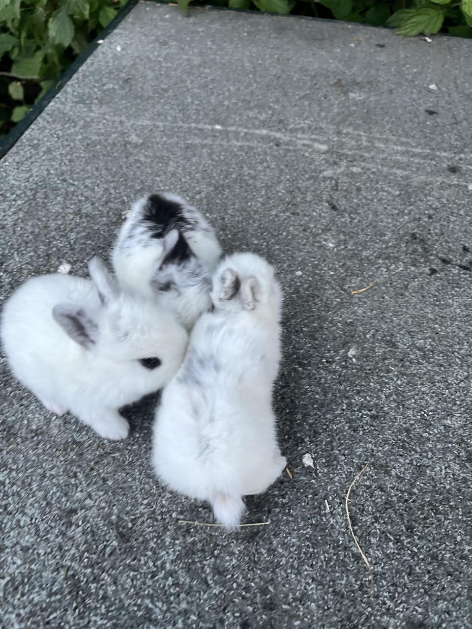 Baby konijnen te koop