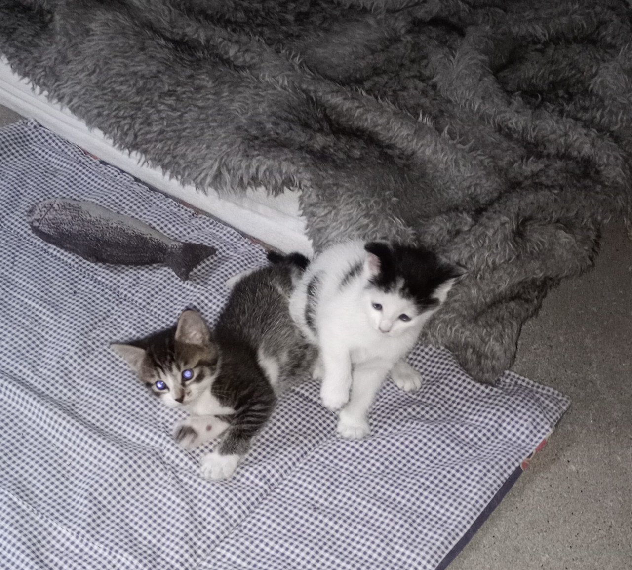 Kittens