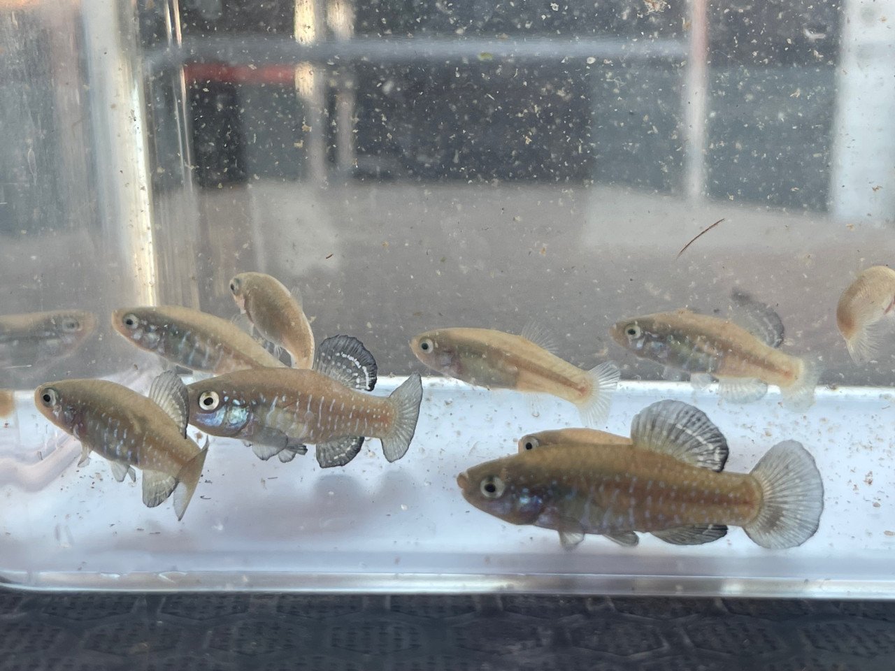 Paraphanius Similis Zengen