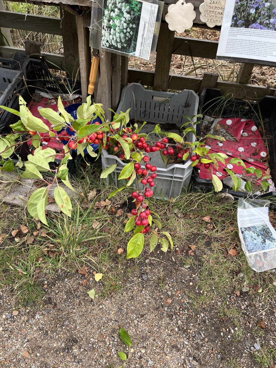 Takken met appels niet eetbaar!