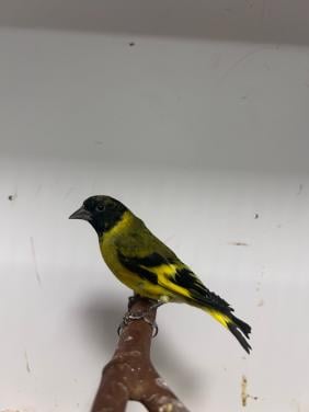 7-3 zwartkop/magelaan sijzen