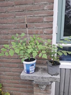 Gouden Regenboom