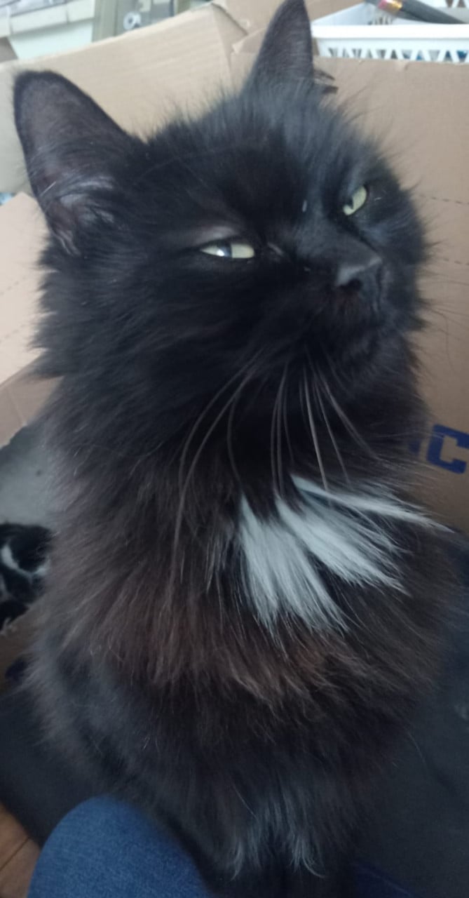 Kitten mannetje