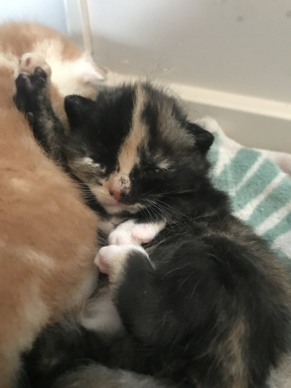 Kittens (bij interesse graag appen!)