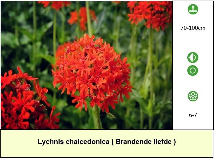 Up-date plantenkraampje, mooie bijen,- en vlinderplanten voor €1,25 p/st.