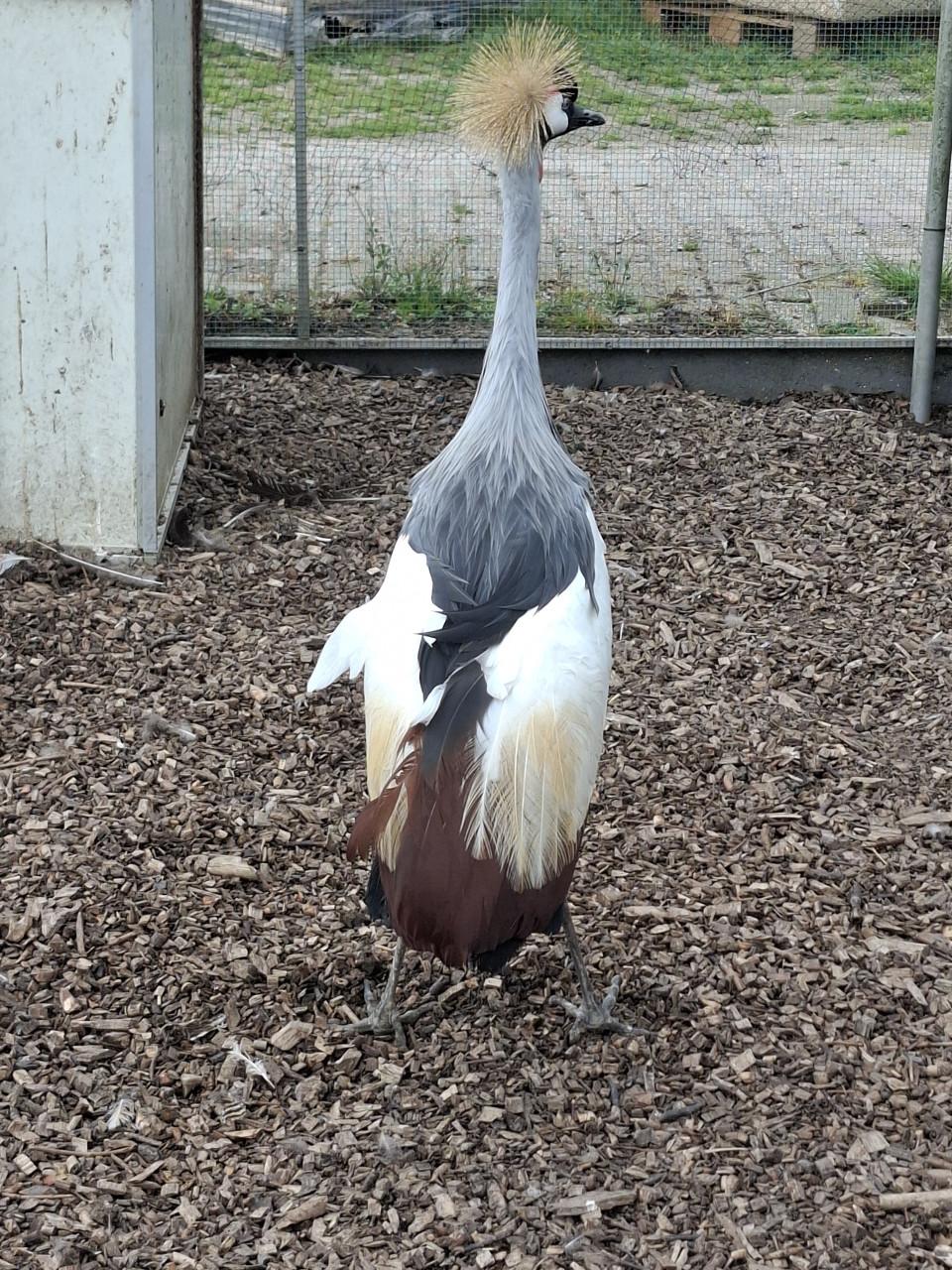 Kroonkraanvogel