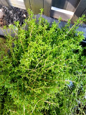Vijverplanten filtering/zuurstof