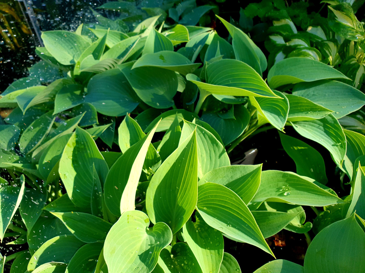 Lelietje-van-Dalen en Hosta's
