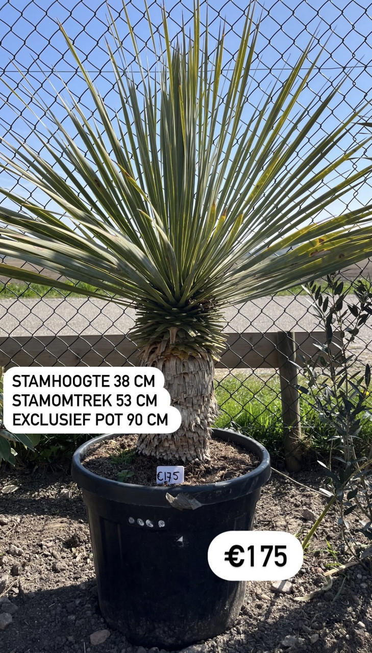 Yucca Rostrata