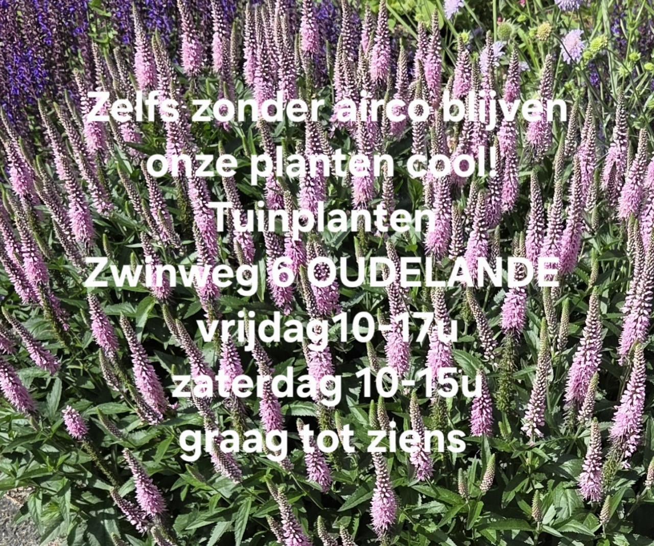 Tuinplanten OUDELANDE