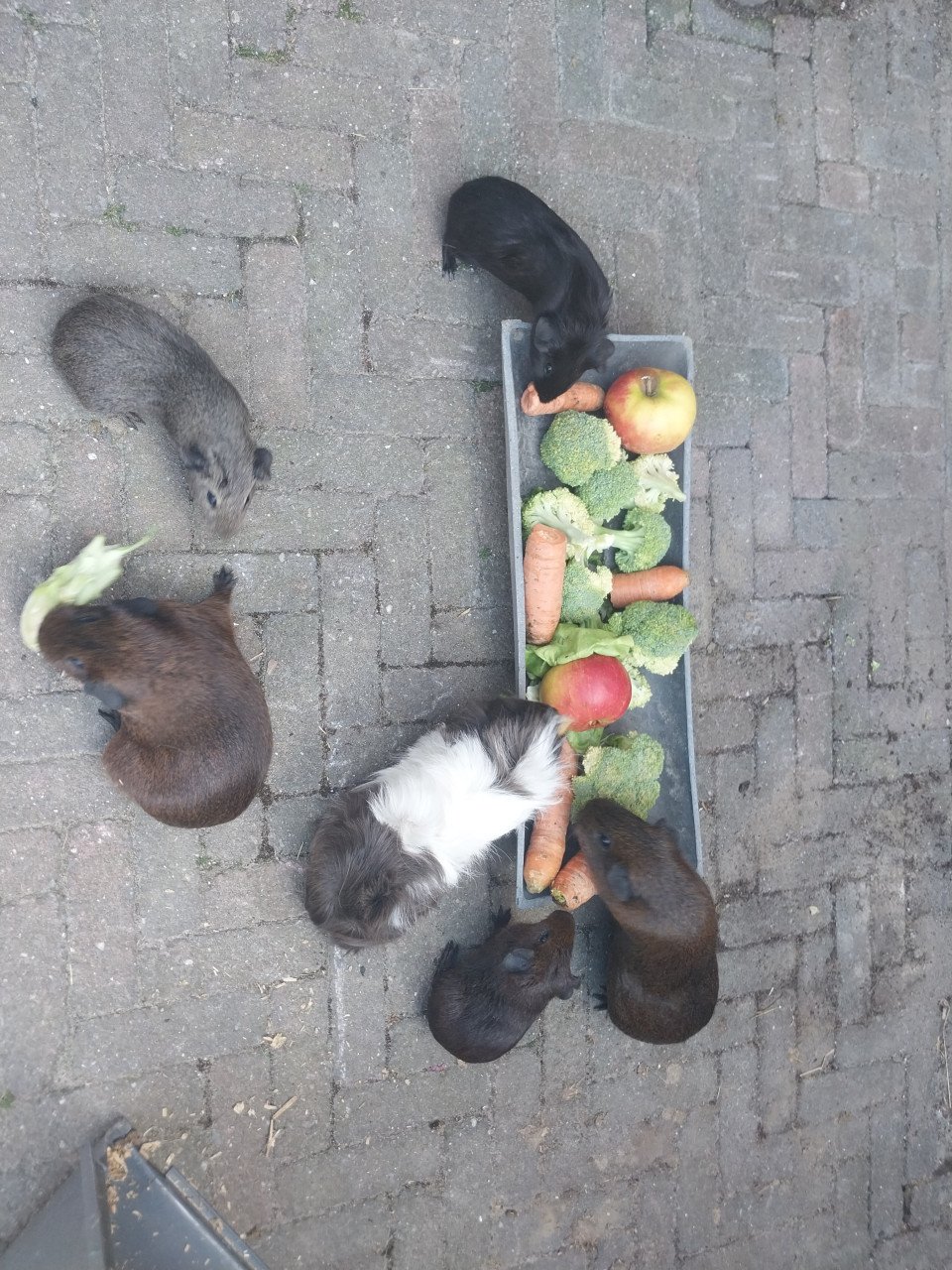 Vrouwtjes cavia's