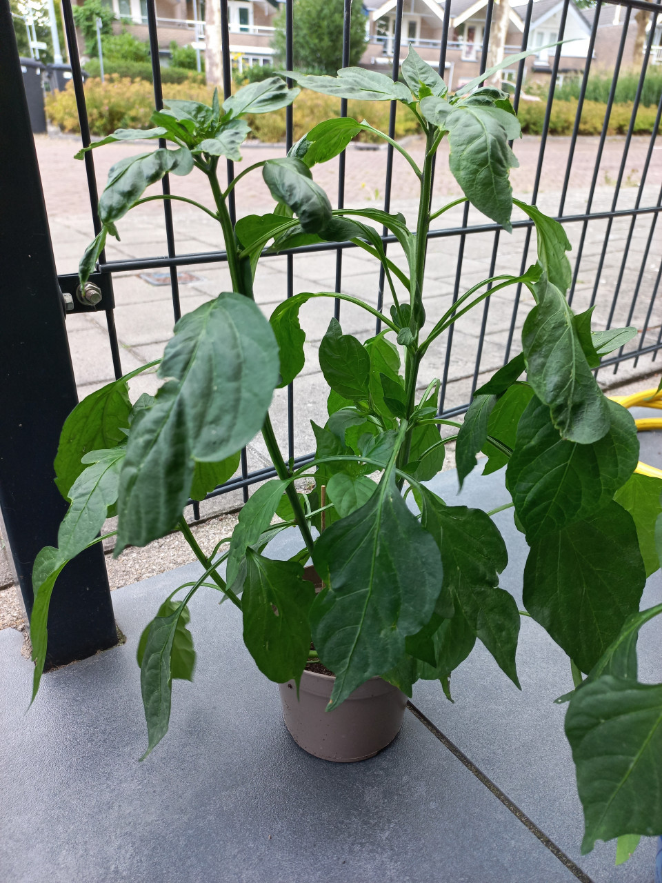 Peperplantjes