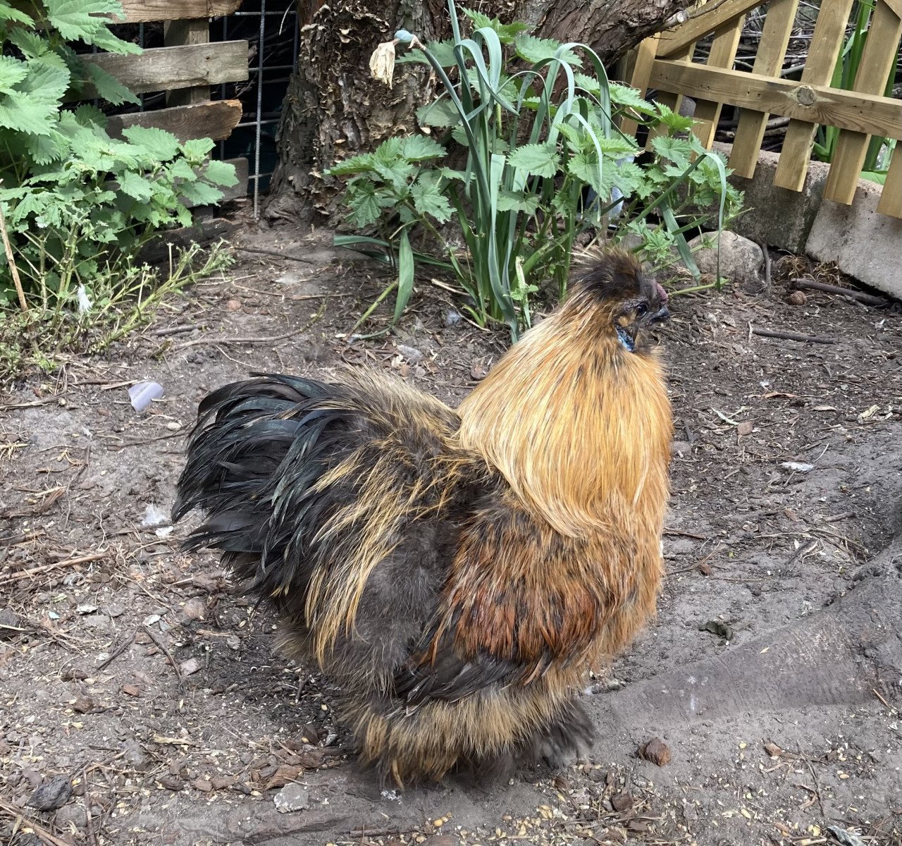Broedeieren Jersey Giant, Brahma, zijdehoen en groenlegger