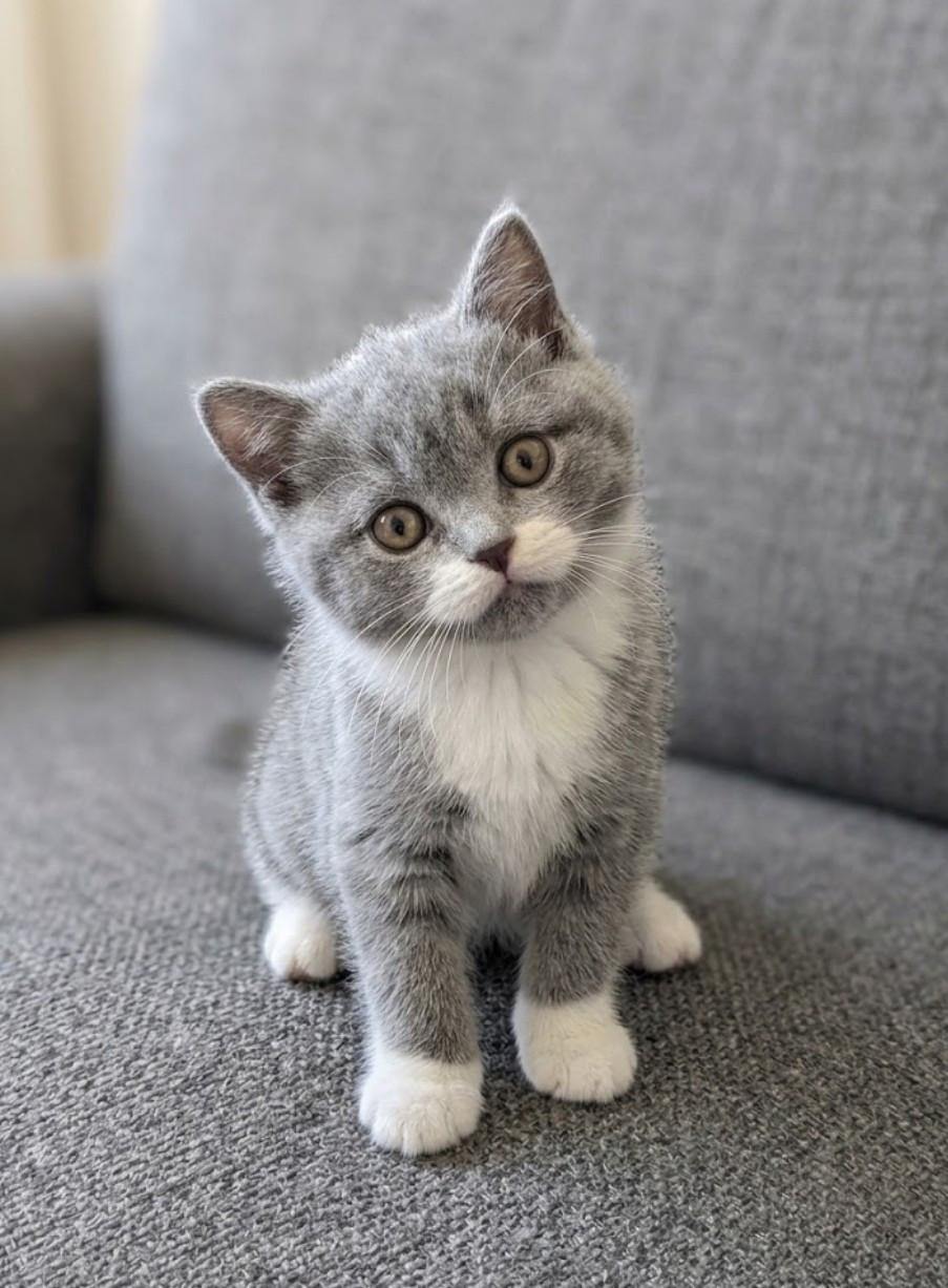 Britse korthaar kittens