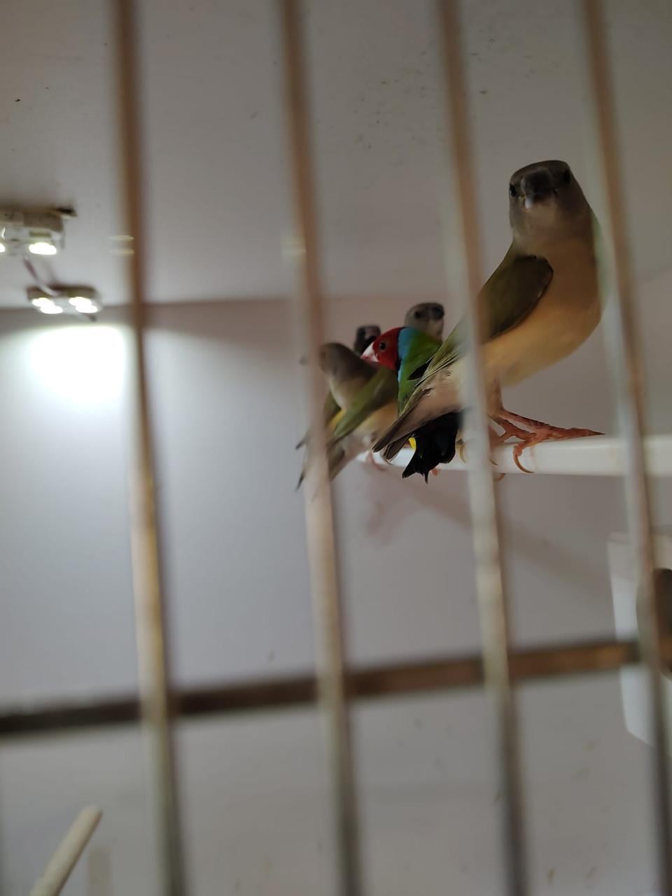 Gouldamadines (6)