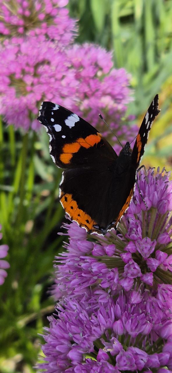 Nieuwe oogst Vaste planten bio