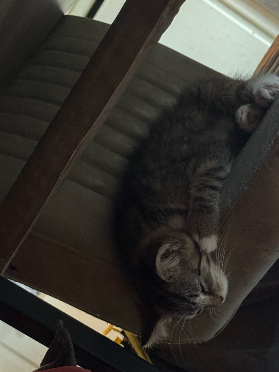 Kittens pers/maincoon