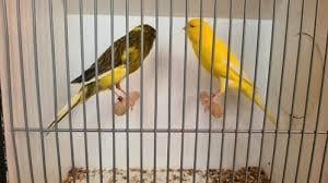 Gevraagd; koppeltje kanaries