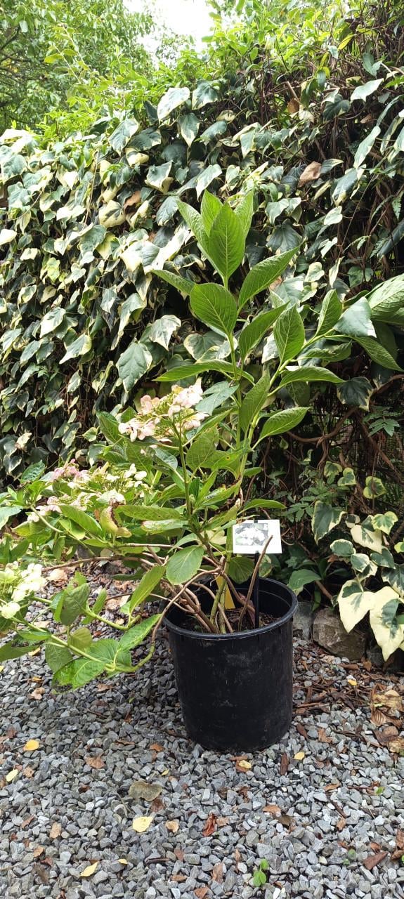 Mooie grote Hortensia's aangeboden in pot !  ++ TIP ++