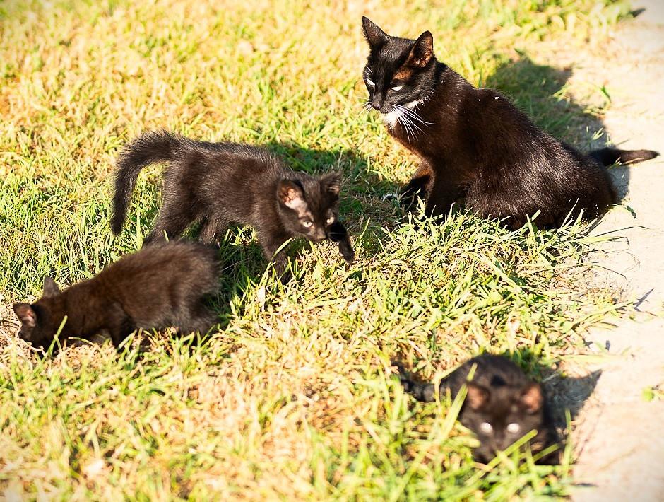 Jonge kittens te koop