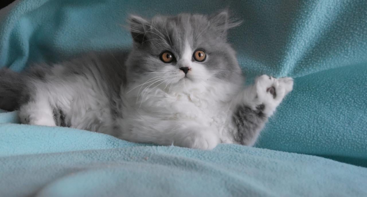 Lief & Ondeugend Brits Langhaartje Chance zoekt personeel!