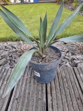 Yukka planten