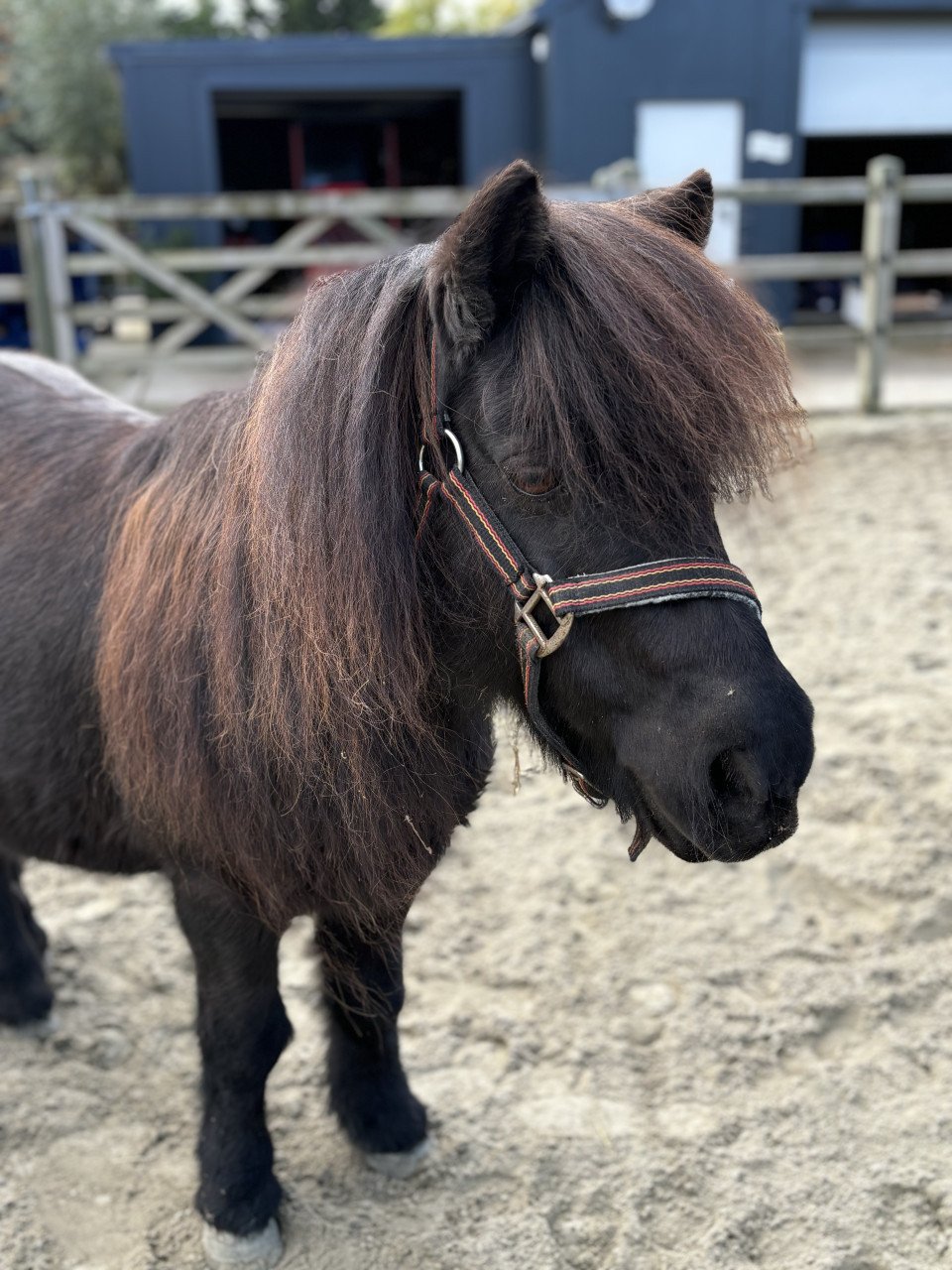 Zeer goed huisje gezocht voor twee shetlanders