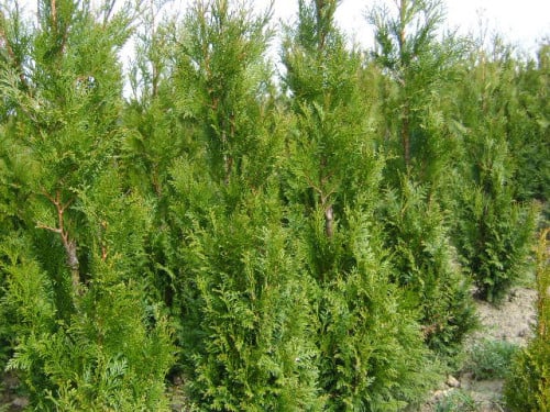 Thuja haag coniferen