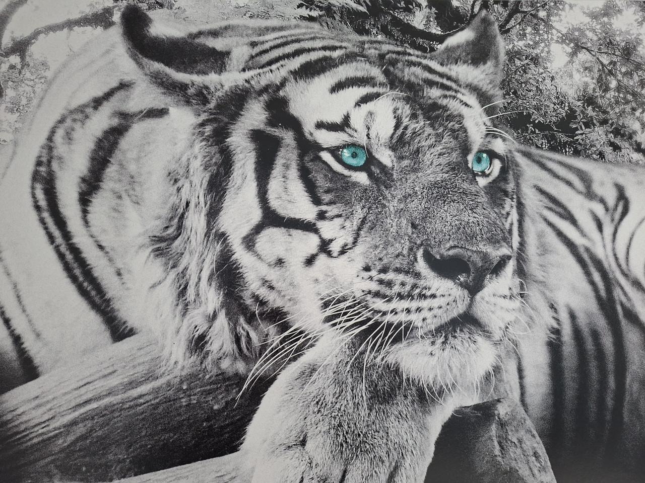Schilderij tijger (zwart-wit) GRATIS