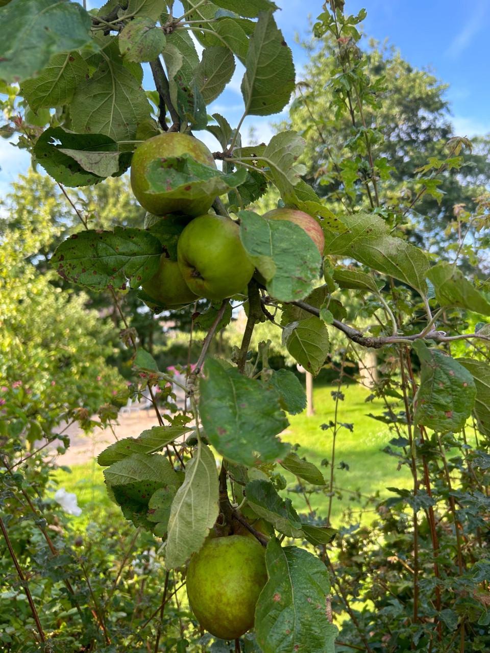 Appelboom te koop