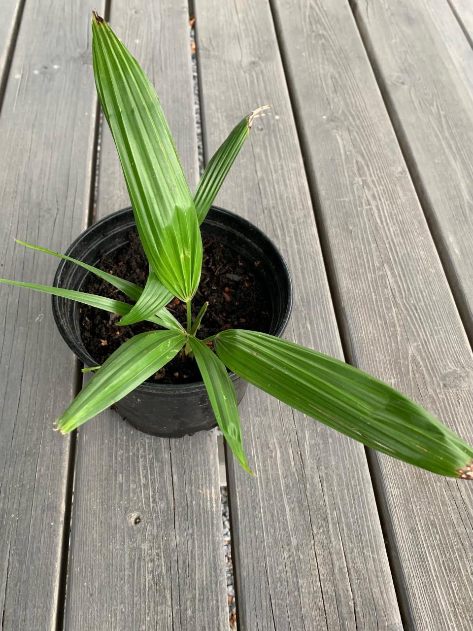 Palmstekjes 3 euro.
