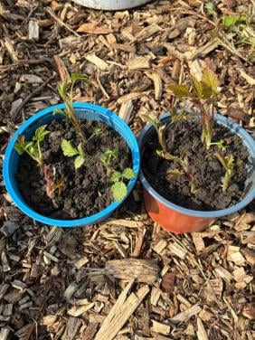 Biologische frambozenstekken