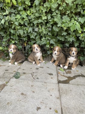 Golden retriever x Berner sennen (Boulab) pups