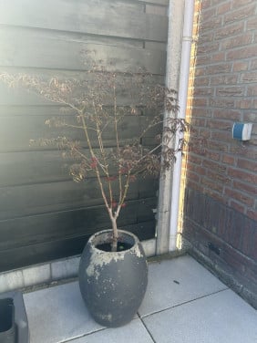 Gratis Japanse Esdoorn met pot