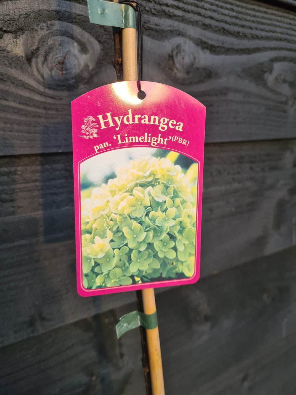 Limelight hortensia op stam