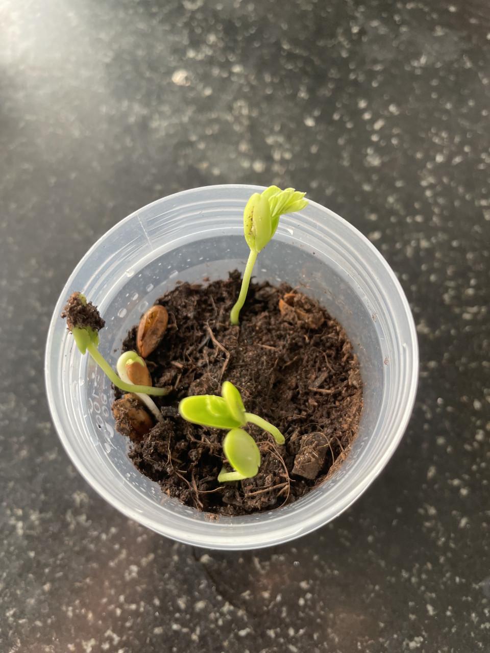 Zaadjes Slaapboom en stekjes