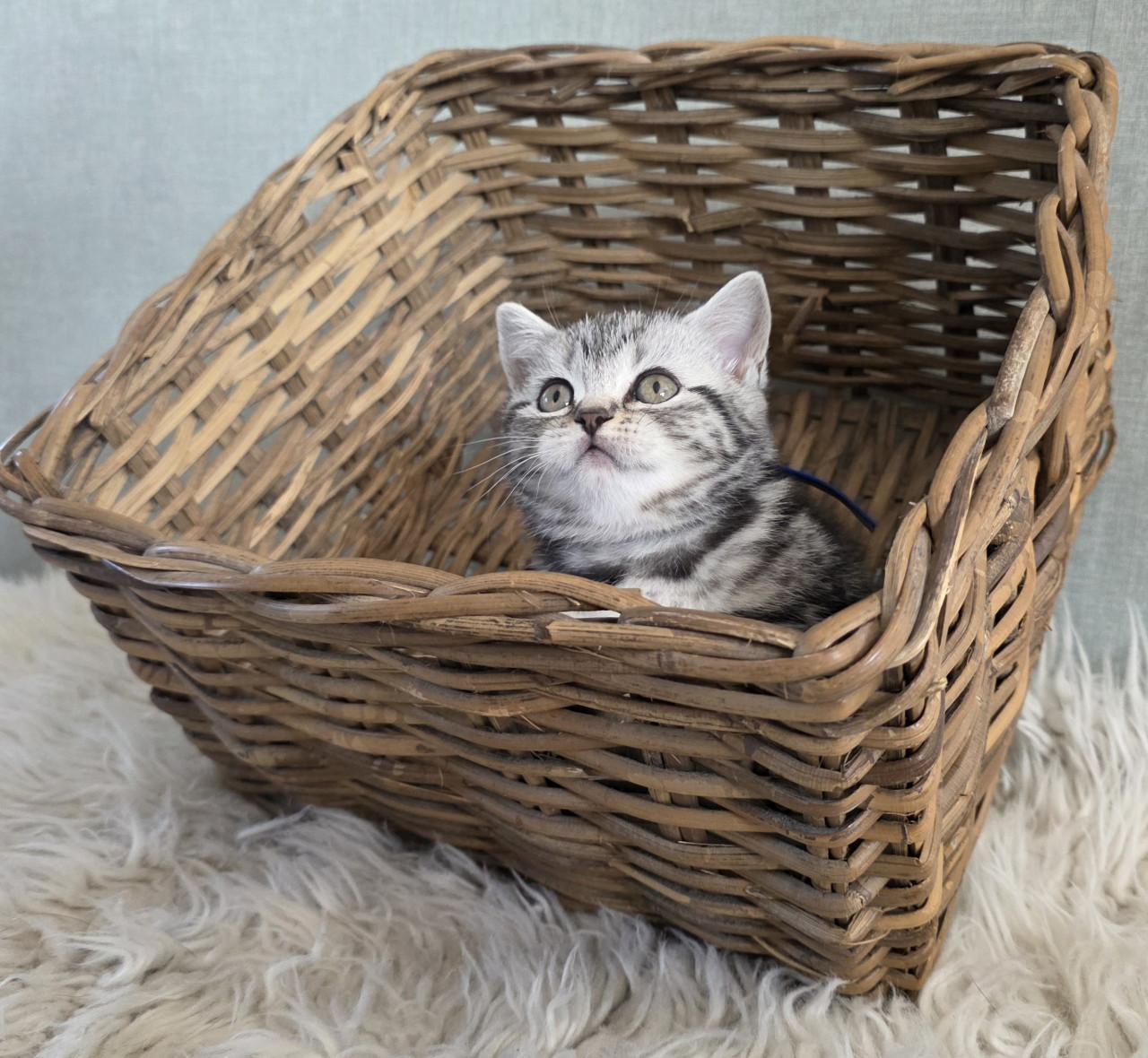 Brits korthaar kittens  (Whiskas)