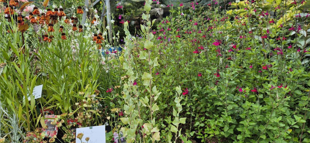 Bloeiende vaste planten,  bio