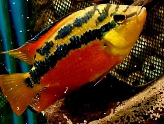 Aquariumvissen mooi kleurrijk