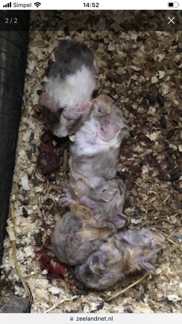 Baby cavia’s in de speciale kleur lavendel!!
