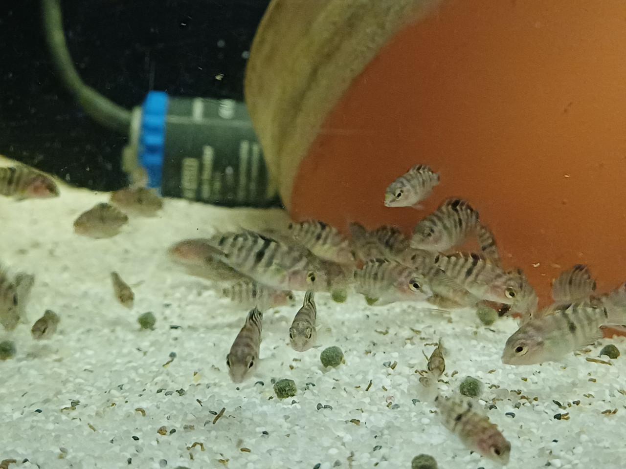 Jonge zebra cichlides