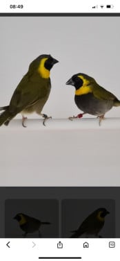 Te koop gevraagd cubavink pop