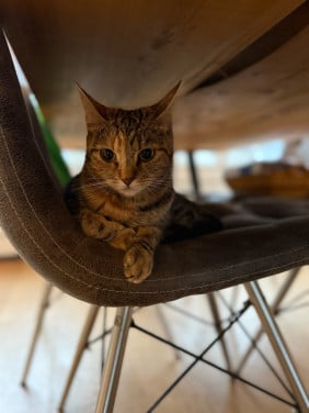 Lieve mooie poes