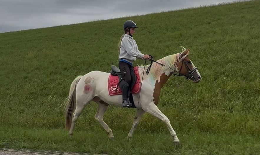 Lieve bonte pony