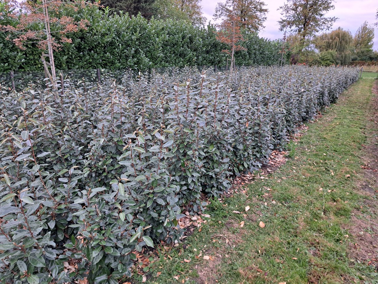 Olijfwilg (Elaeagnus)