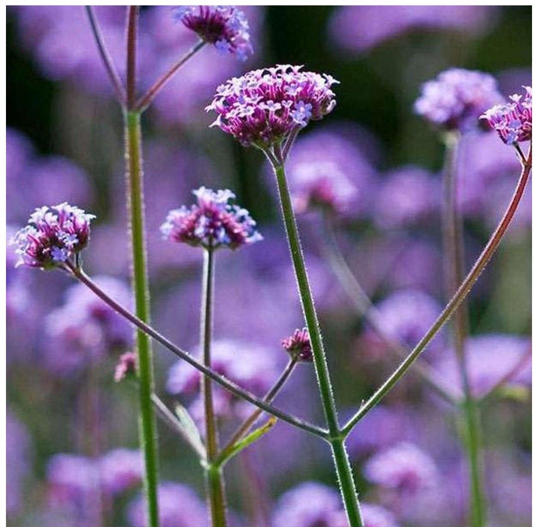 Verbena