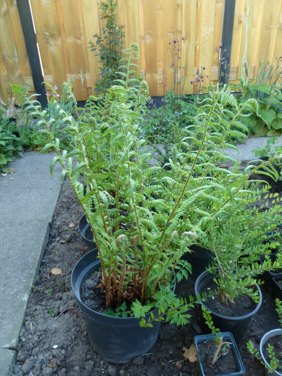 VASTE PLANTEN EN BODEMBEDEKKERS