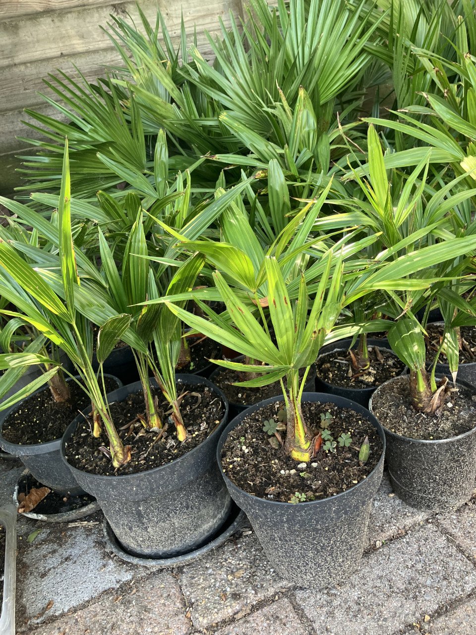 Winterhard palm, trachycarpus fortunei en vijgenboom